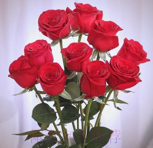 永远的经典 铿锵玫瑰至今震人心魄 永远的经典 铿锵玫瑰至今震人心魄